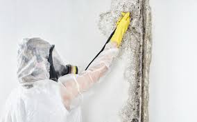 Mold Removal for HVAC Installations in Berea, OH